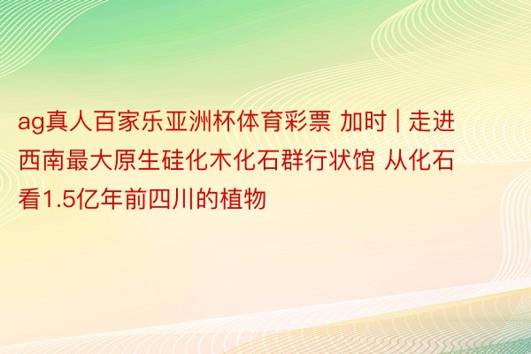 ag真人百家乐亚洲杯体育彩票 加时 | 走进西南最大原生硅化木化石群行状馆 从化石看1.5亿年前四川的植物